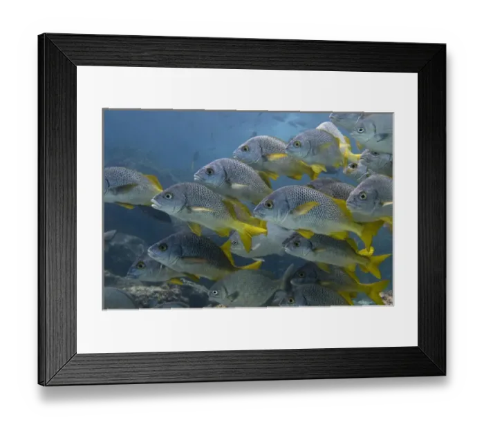 Framed Print : Yellowtail Grunts (Anisotremus interruptus) Floreana Island GALAPAGOS ISLANDS Framed Print : Yellowtail Grunts (Anisotremus interruptus) Floreana Island GALAPAGOS ISLANDS