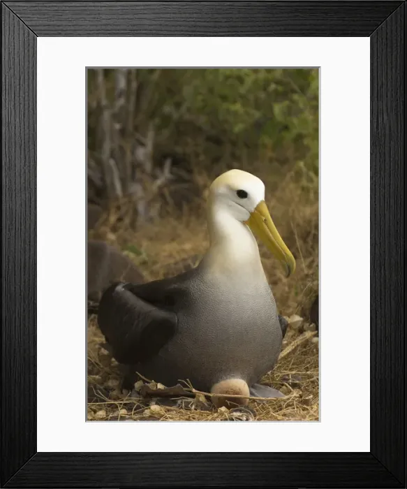 Framed Print : Waved Albatross (Phoebastria irrorata) sitting on egg Punta Suarez, Espaaa'ola Island Framed Print : Waved Albatross (Phoebastria irrorata) sitting on egg Punta Suarez, Espaaa'ola Island