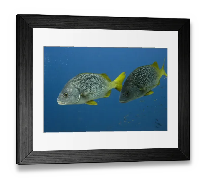 Framed Print : Yellowtail Grunt (Anisotremus interruptus) off of Wolf Island GALAPAGOS ISLANDS Framed Print : Yellowtail Grunt (Anisotremus interruptus) off of Wolf Island GALAPAGOS ISLANDS