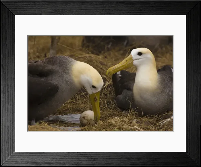 Framed Print : Waved Albatross pair (Phoebastria irrorata) change over for egg incubating Framed Print : Waved Albatross pair (Phoebastria irrorata) change over for egg incubating
