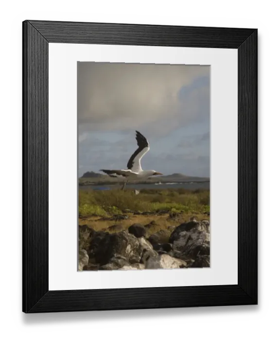Framed Print : Nazca Booby, (formerly Masked booby) (Sula granti) Punta Cevallos, Espaaa'ola Framed Print : Nazca Booby, (formerly Masked booby) (Sula granti) Punta Cevallos, Espaaa'ola