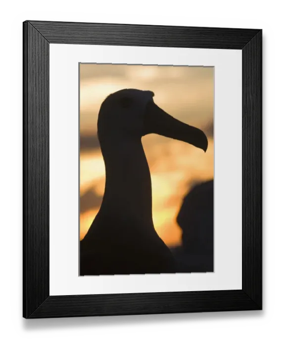 Framed Print : Waved Albatross (Phoebastria irrorata) Punta Cevallos, Espaaa'ola Island, GALAPAGOS