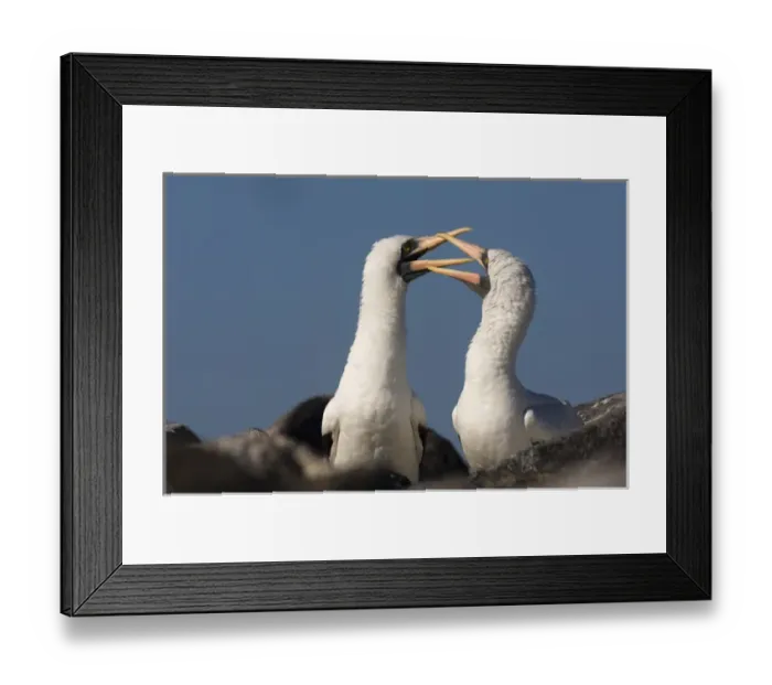 Framed Print : Nazca Boobies, (formerly Masked booby) (Sula granti) Punta Cevallos, Espaaa'ola Framed Print : Nazca Boobies, (formerly Masked booby) (Sula granti) Punta Cevallos, Espaaa'ola
