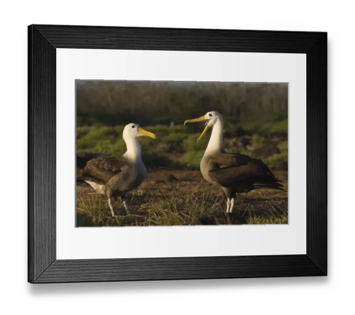 Framed Print : Waved Albatross (Phoebastria irrorata) Courtship Punta Cevallos, Espaaa'ola Island