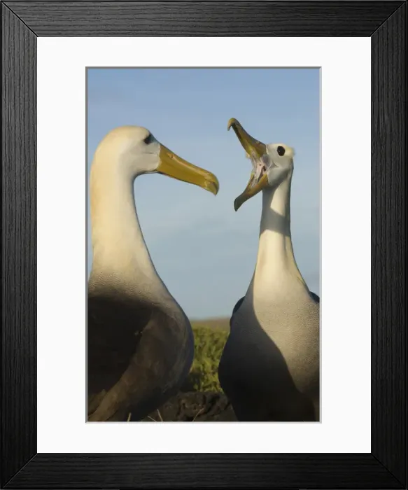 Framed Print : Waved Albatross (Phoebastria irrorata) Courtship Punta Cevallos, Espaaa'ola Island Framed Print : Waved Albatross (Phoebastria irrorata) Courtship Punta Cevallos, Espaaa'ola Island