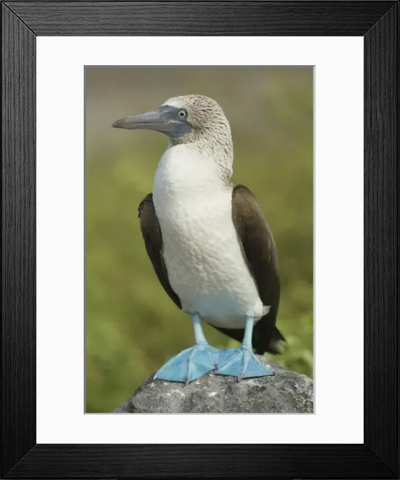Framed Print : Blue-footed booby (Sula nebouxii excisa) Punta Cevallos, Espaaa'ola or Hood Island Framed Print : Blue-footed booby (Sula nebouxii excisa) Punta Cevallos, Espaaa'ola or Hood Island