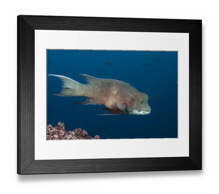 Framed Print : Streamer Hogfish (Bodianus diplotaenia) or Mexican hogfish off of Wolf Island Framed Print : Streamer Hogfish (Bodianus diplotaenia) or Mexican hogfish off of Wolf Island
