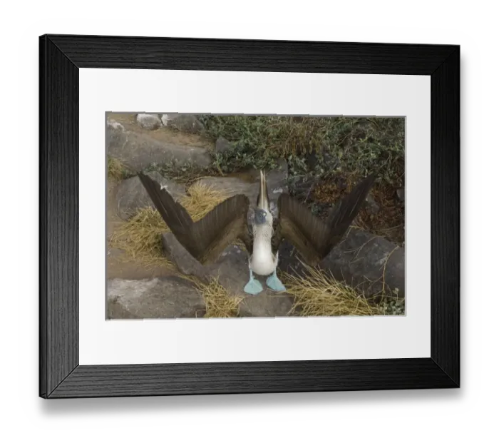 Framed Print : Blue-footed booby skypointing (Sula nebouxii excisa) Punta Suarez, Espaaa'ola