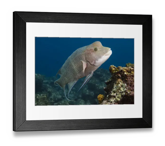Framed Print : Streamer Hogfish (Bodianus diplotaenia) or Mexican hogfish off of Wolf Island Framed Print : Streamer Hogfish (Bodianus diplotaenia) or Mexican hogfish off of Wolf Island