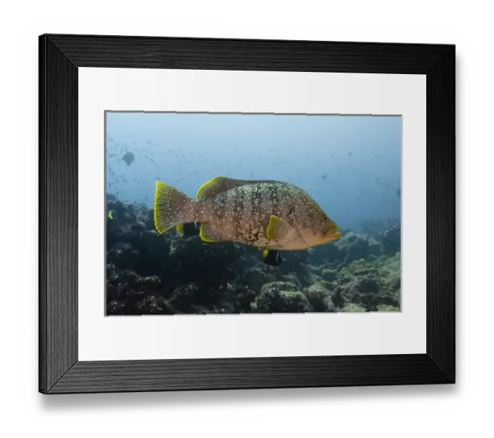 Framed Print : Leather Bass (Dermatolepis dermatolepis) Central Isles GALAPAGOS ISLANDS Framed Print : Leather Bass (Dermatolepis dermatolepis) Central Isles GALAPAGOS ISLANDS