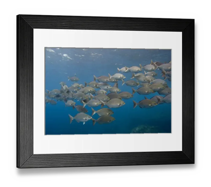 Framed Print : Striped Chub (Kyphosus analogus) Off of Wolf Island GALAPAGOS ISLANDS Framed Print : Striped Chub (Kyphosus analogus) Off of Wolf Island GALAPAGOS ISLANDS