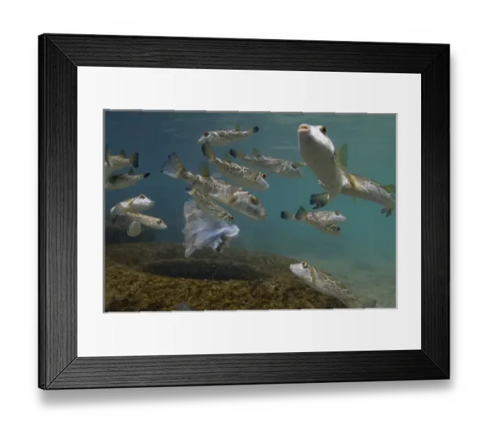 Framed Print : Bullseye or concentric Pufferfish (Sphoeroides annulatus) Off Gardner Island off Floreana Island Framed Print : Bullseye or concentric Pufferfish (Sphoeroides annulatus) Off Gardner Island off Floreana Island