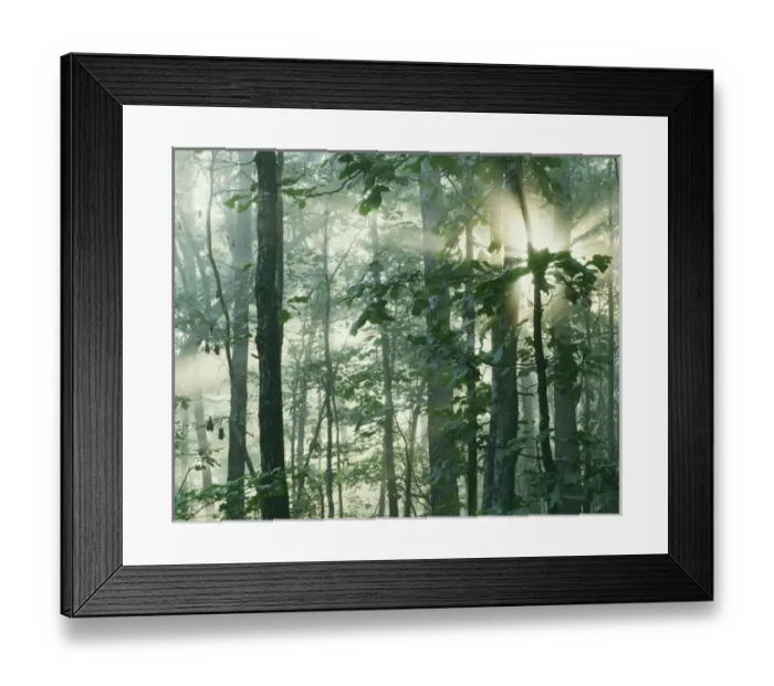 Framed Print : USA, Missouri, Mark Twain National Forest, Oak Forest in morning fog Framed Print : USA, Missouri, Mark Twain National Forest, Oak Forest in morning fog
