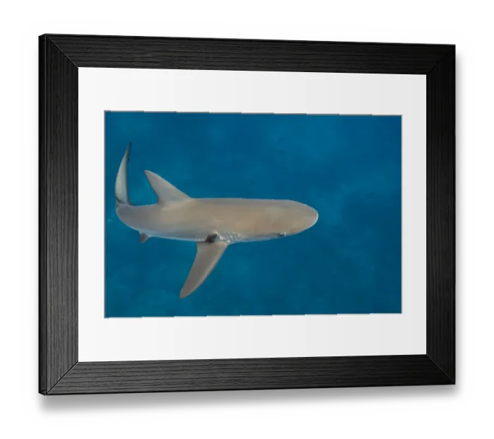 Framed Print : Galapagos Shark (Carcharhinus galapagensis) Off of Wolf Island GALAPAGOS ISLANDS Framed Print : Galapagos Shark (Carcharhinus galapagensis) Off of Wolf Island GALAPAGOS ISLANDS