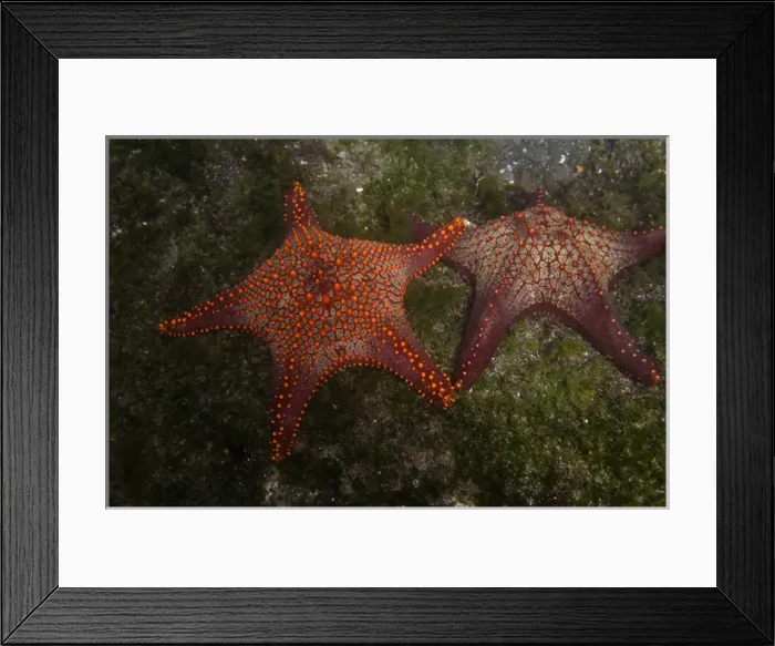 Framed Print : Panamic Cushion Star (Pentaceraster cummingi) Central Isles GALAPAGOS ISLANDS Framed Print : Panamic Cushion Star (Pentaceraster cummingi) Central Isles GALAPAGOS ISLANDS