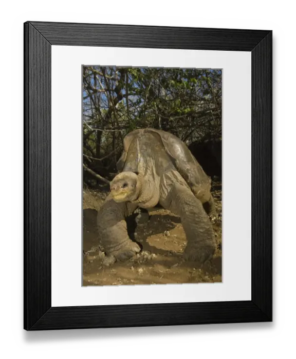 Framed Print : Lonesome George Giant Galapagos Tortoise (Geochelone elephantopus abingdoni) Framed Print : Lonesome George Giant Galapagos Tortoise (Geochelone elephantopus abingdoni)