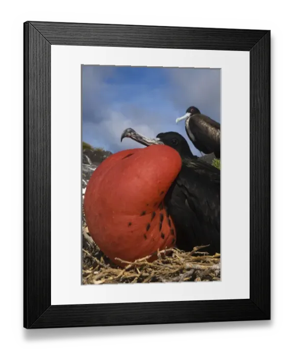 Framed Print : Great frigatebird (Fregata minor) - male with inflated pouch Punta Cevallos, Espaaa'ola Framed Print : Great frigatebird (Fregata minor) - male with inflated pouch Punta Cevallos, Espaaa'ola