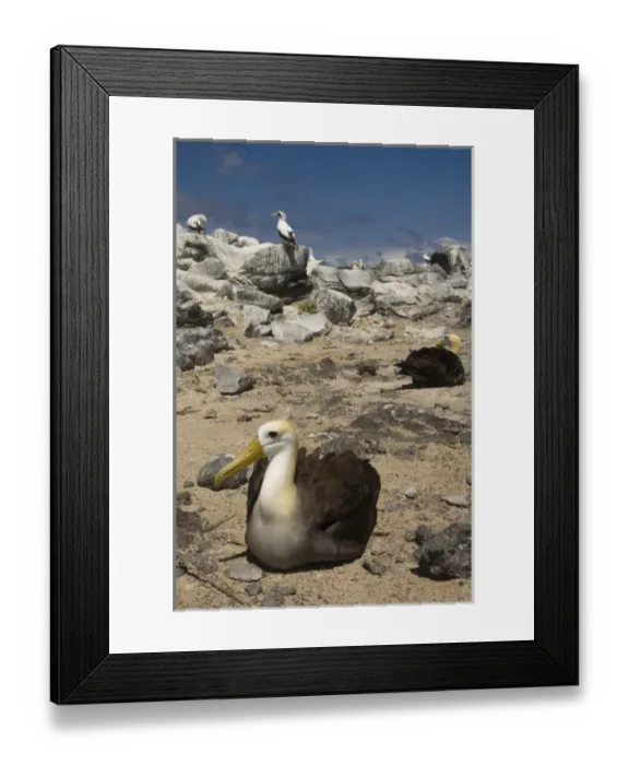 Framed Print : Waved Albatross (Phoebastria irrorata) with Nazca Boobies (formerly Masked booby) Framed Print : Waved Albatross (Phoebastria irrorata) with Nazca Boobies (formerly Masked booby)