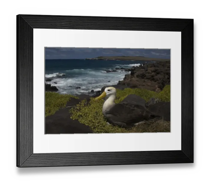 Framed Print : Waved Albatross (Phoebastria irrorata) Punta Cevallos, Espaaa'ola Island, GALAPAGOS Framed Print : Waved Albatross (Phoebastria irrorata) Punta Cevallos, Espaaa'ola Island, GALAPAGOS
