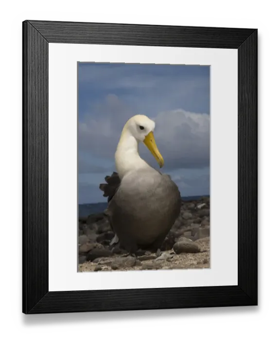 Framed Print : Waved Albatross (Phoebastria irrorata) preening Punta Cevallos, Espaaa'ola Island