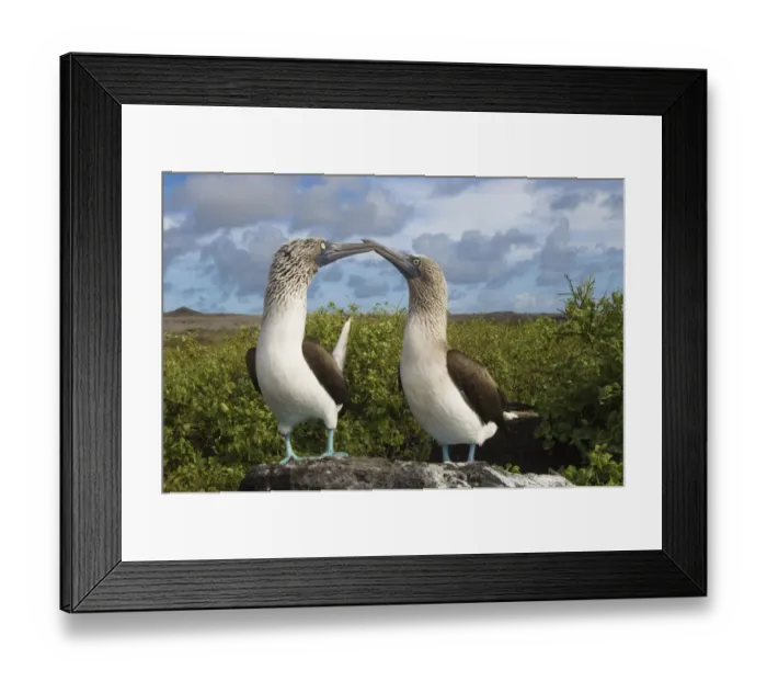 Framed Print : Blue-footed booby courtship (Sula nebouxii excisa) Punta Cevallos, Espaaa'ola Framed Print : Blue-footed booby courtship (Sula nebouxii excisa) Punta Cevallos, Espaaa'ola