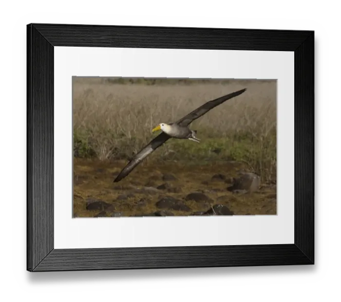 Framed Print : Waved Albatross (Phoebastria irrorata) Punta Cevallos, Espaaa'ola Island, GALAPAGOS Framed Print : Waved Albatross (Phoebastria irrorata) Punta Cevallos, Espaaa'ola Island, GALAPAGOS