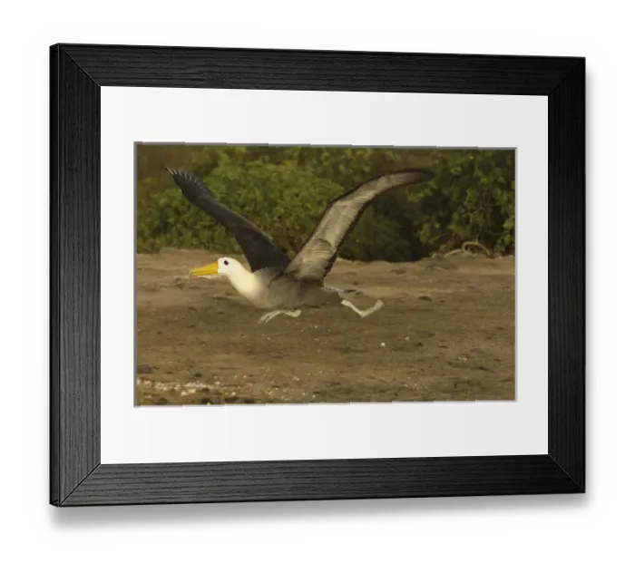 Framed Print : Waved Albatross (Phoebastria irrorata) Punta Cevallos, Espaaa'ola Island, GALAPAGOS Framed Print : Waved Albatross (Phoebastria irrorata) Punta Cevallos, Espaaa'ola Island, GALAPAGOS