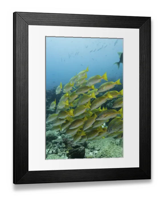 Framed Print : Blue-striped Snapper (Lutjanus viridis) Off of Wolf Island GALAPAGOS ISLANDS Framed Print : Blue-striped Snapper (Lutjanus viridis) Off of Wolf Island GALAPAGOS ISLANDS