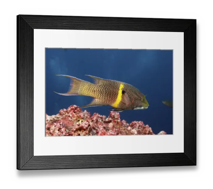 Framed Print : Streamer Hogfish (Bodianus diplotaenia) or Mexican hogfish off of Wolf Island