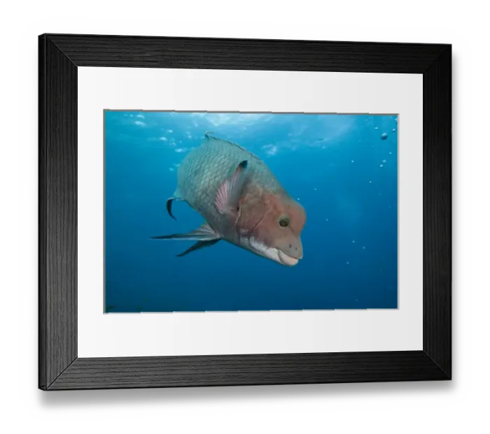 Framed Print : Streamer Hogfish (Bodianus diplotaenia) or Mexican hogfish off of Wolf Island Framed Print : Streamer Hogfish (Bodianus diplotaenia) or Mexican hogfish off of Wolf Island