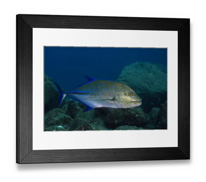 Framed Print : Blue Spotted Jack (Caranx melampygus) Off of Wolf Island GALAPAGOS ISLANDS Framed Print : Blue Spotted Jack (Caranx melampygus) Off of Wolf Island GALAPAGOS ISLANDS