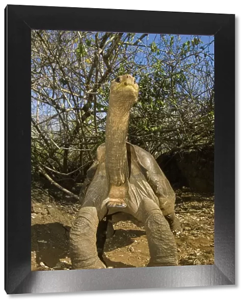 Lonesome George Giant Galapagos Tortoise (Geochelone elephantopus abingdoni)