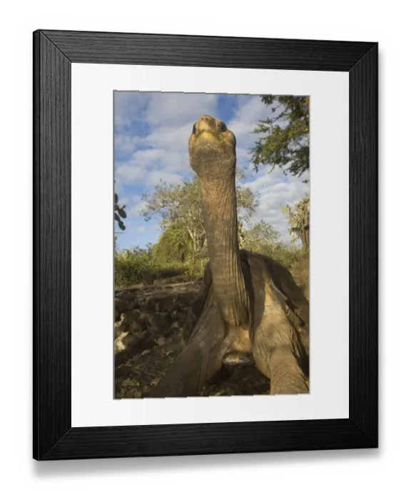 Framed Print : Lonesome George Giant Galapagos Tortoise (Geochelone elephantopus abingdoni)