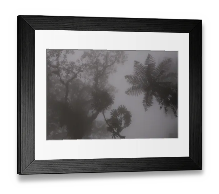 Framed Print : Forest vegetation in the Western Slope of the Andes Cloud Forest. Mindo Cloud Forest Framed Print : Forest vegetation in the Western Slope of the Andes Cloud Forest. Mindo Cloud Forest