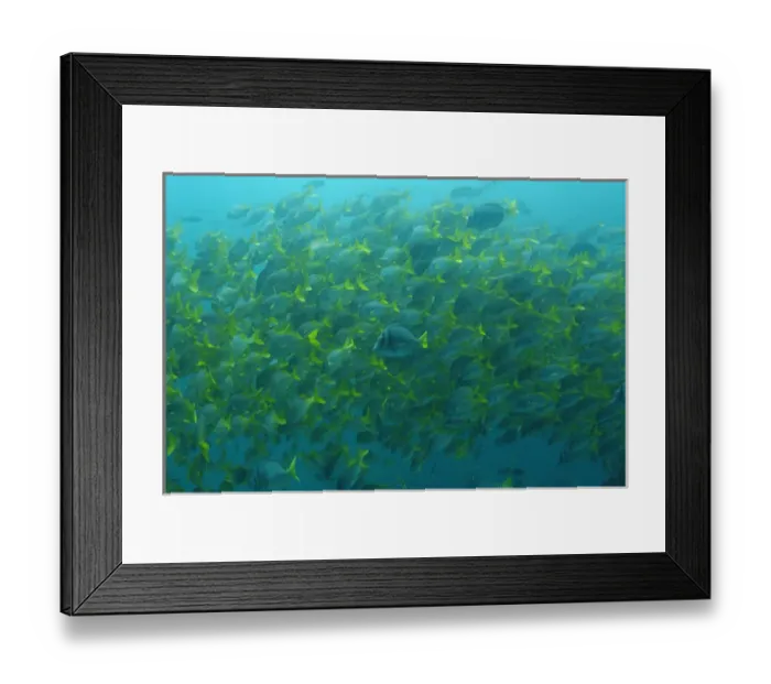 Framed Print : South America, Ecuador, Galapagos Islands, Floreana Island, Yellowtail Grunts (Anisotremus