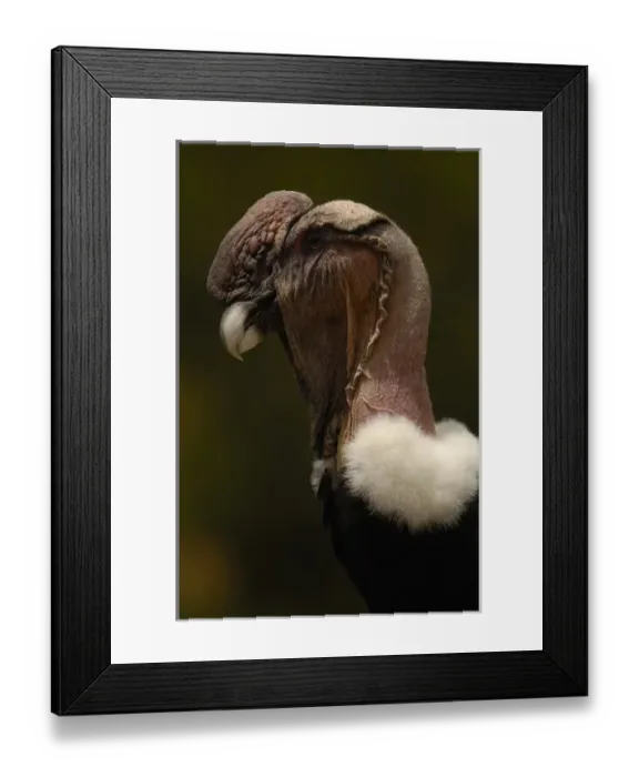 Framed Print : Andean Condor (Vultur gryphus) Andes ECUADOR. South America RANGE: Andes Framed Print : Andean Condor (Vultur gryphus) Andes ECUADOR. South America RANGE: Andes