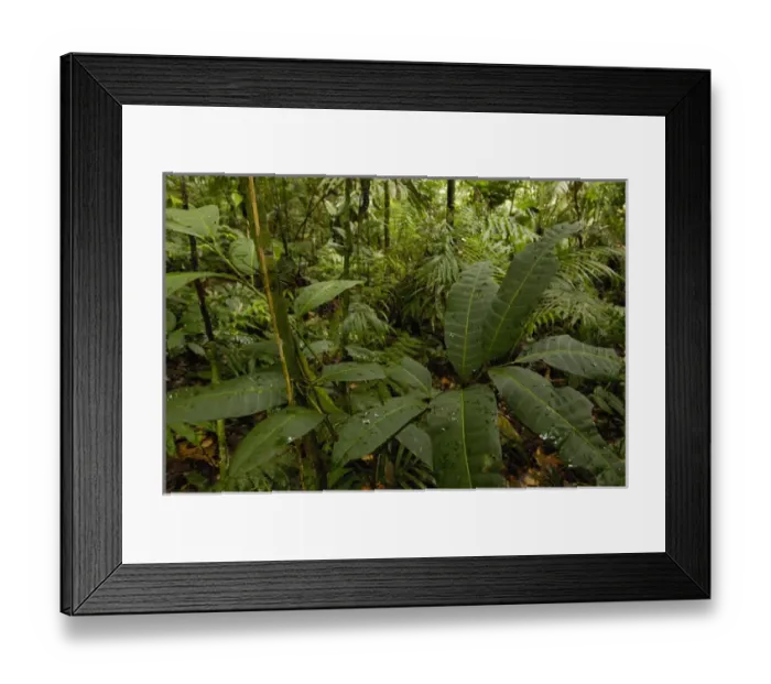 Framed Print : Rain Forest Understory Yasuni National Park Biosphere Reserve Amazon Rain Forest Framed Print : Rain Forest Understory Yasuni National Park Biosphere Reserve Amazon Rain Forest