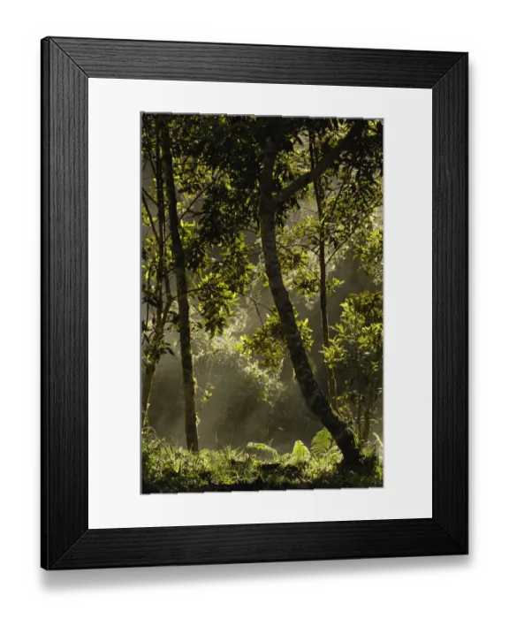 Framed Print : Forest vegetation in the Western Slope of the Andes Cloud Forest. San Isidro Cloud Framed Print : Forest vegetation in the Western Slope of the Andes Cloud Forest. San Isidro Cloud