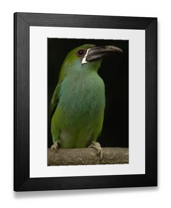 Framed Print : Crimson-rumped Toucanet (Aulacorhynchus haematopygus) Andes mostly 500-2000 meters Framed Print : Crimson-rumped Toucanet (Aulacorhynchus haematopygus) Andes mostly 500-2000 meters