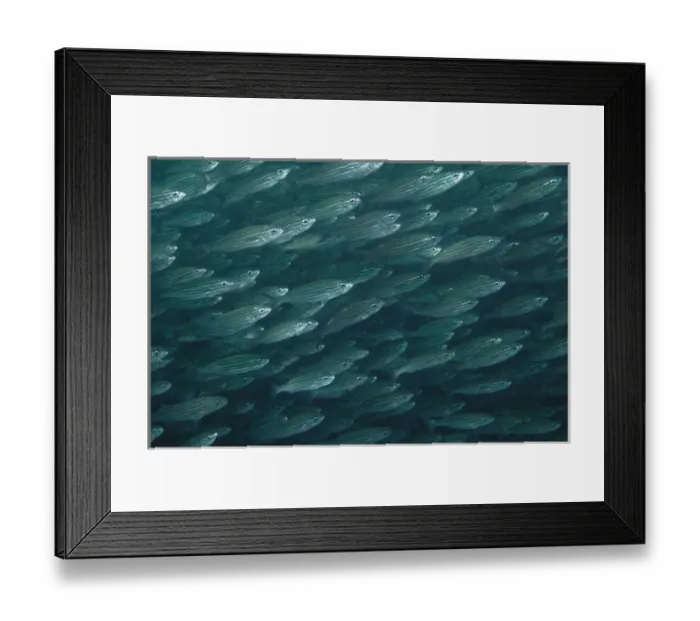 Framed Print : Black Striped Salema (Xenocys jessiae) Central Isles GALAPAGOS ISLANDS