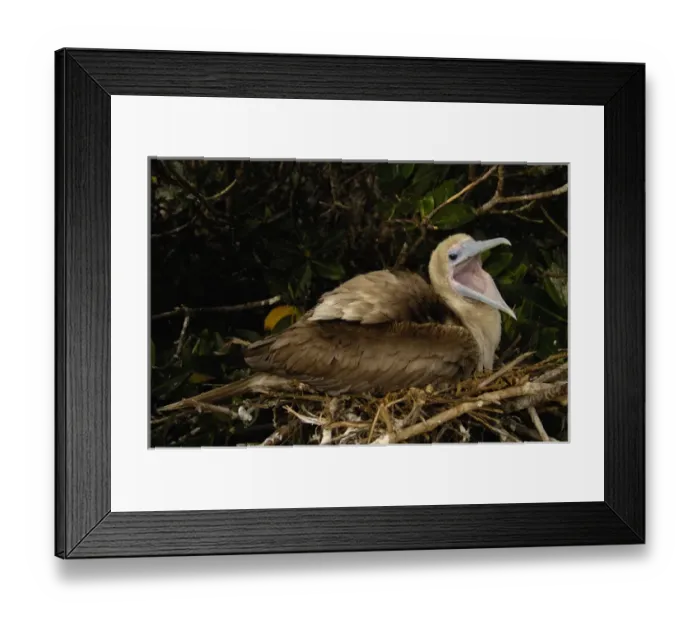 Framed Print : Red-footed booby (Sula sula websteri) sitting on nest Tower (Genovesa) Island