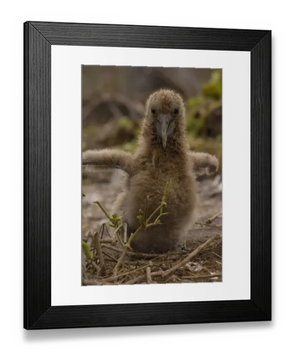 Framed Print : Waved albatross (Phoebastria irrorata) chick Galapagos Islands ECUADOR. South Framed Print : Waved albatross (Phoebastria irrorata) chick Galapagos Islands ECUADOR. South