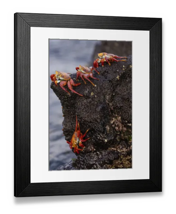 Framed Print : Sally lightfoot crabs (Grapsus grapsus) feeding on the wave swept lava of Santiago Island Framed Print : Sally lightfoot crabs (Grapsus grapsus) feeding on the wave swept lava of Santiago Island