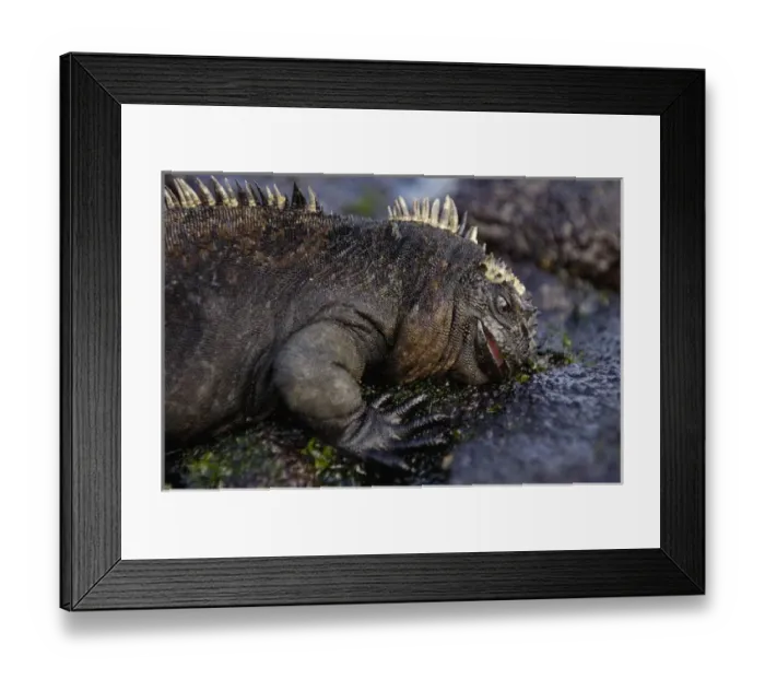 Framed Print : Marine Iguana (Amblyrhynchus cristatus) feeding on sea lettuce (Alva sp. )