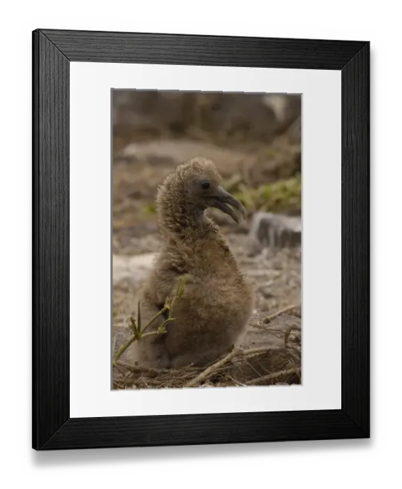 Framed Print : Waved albatross (Phoebastria irrorata) chick Galapagos Islands ECUADOR. South Framed Print : Waved albatross (Phoebastria irrorata) chick Galapagos Islands ECUADOR. South