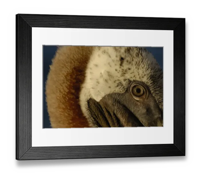 Framed Print : Brown Pelican (Pelecanus occidentalis urinator) Galapagos Islands Framed Print : Brown Pelican (Pelecanus occidentalis urinator) Galapagos Islands
