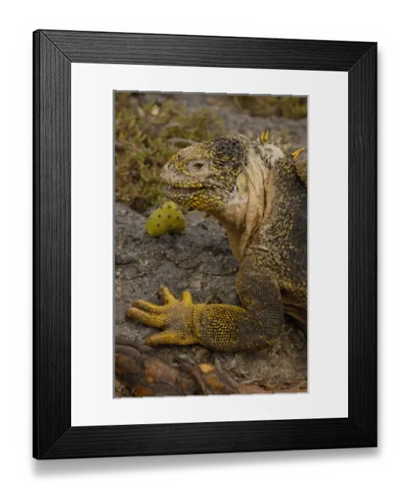 Framed Print : Land Iguana (Conolophus subcristatus) South Plaza Island Galapagos Islands Framed Print : Land Iguana (Conolophus subcristatus) South Plaza Island Galapagos Islands