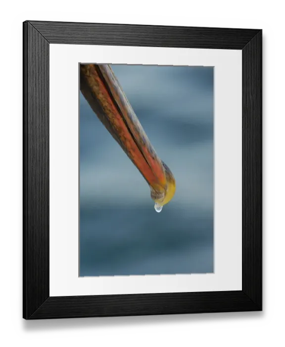 Framed Print : Brown Pelican beak (Pelecanus occidentalis urinator) Hyper saline solution dripping