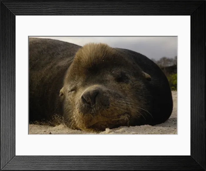 Framed Print : Galapagos sealion (Zalophus wollebaeki) bull Espanola or Hood Island, Galapagos