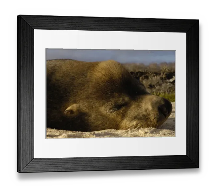 Framed Print : Galapagos sealion (Zalophus wollebaeki) bull Espanola or Hood Island, Galapagos Framed Print : Galapagos sealion (Zalophus wollebaeki) bull Espanola or Hood Island, Galapagos